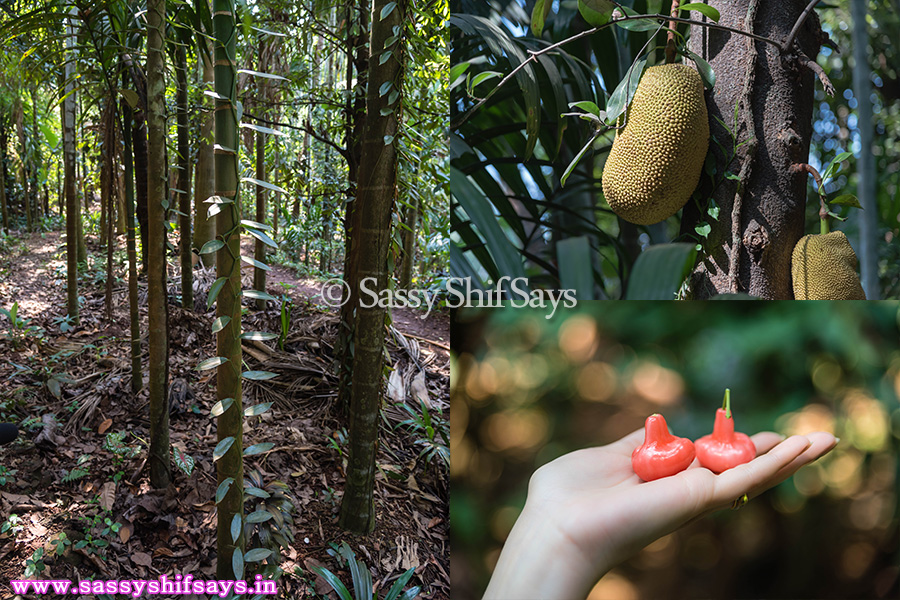 Cashew Trail 11