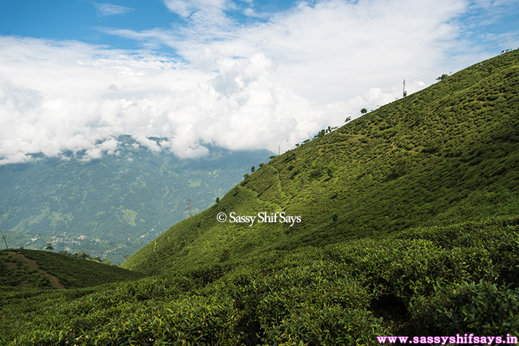 singtom-tea-estate-7