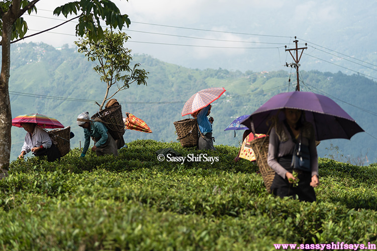 singtom-tea-estate-8