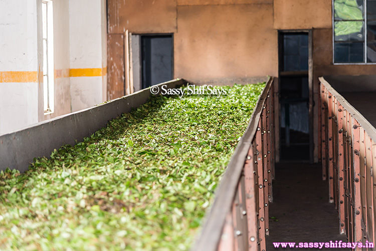 singtom-tea-factory-13