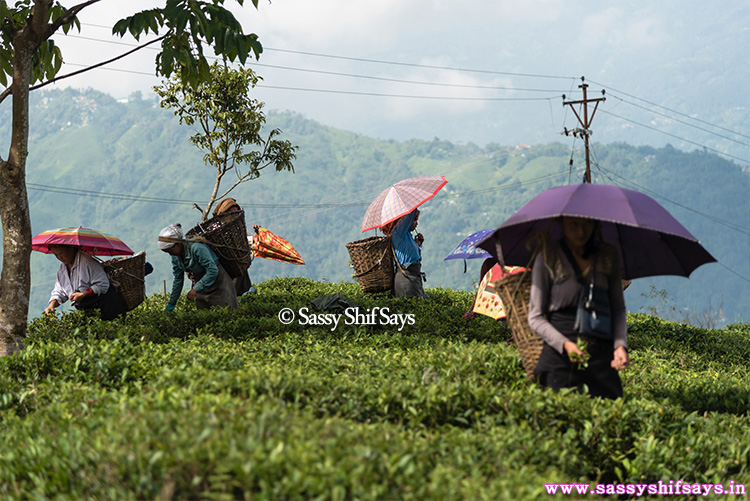 singtom-tea-factory-15